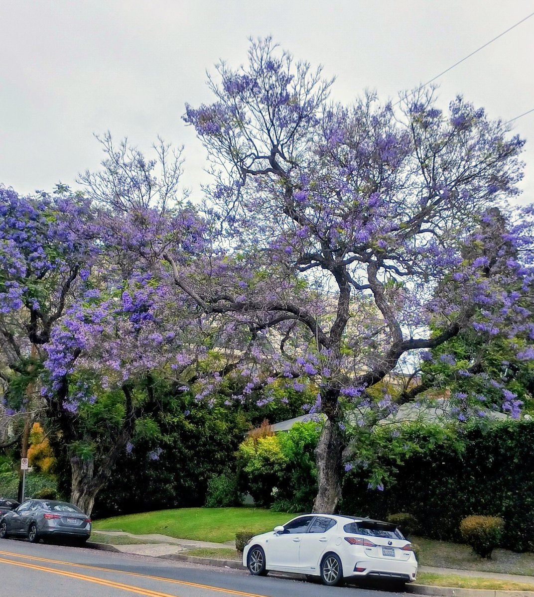 suntreeriver's tweet image. #Jacaranda from late May 2021 💜💜💜 and from today 💜 we'll get there 💜 #WestLA #purple #StreetTrees 💜 #LosAngeles 💜☀️