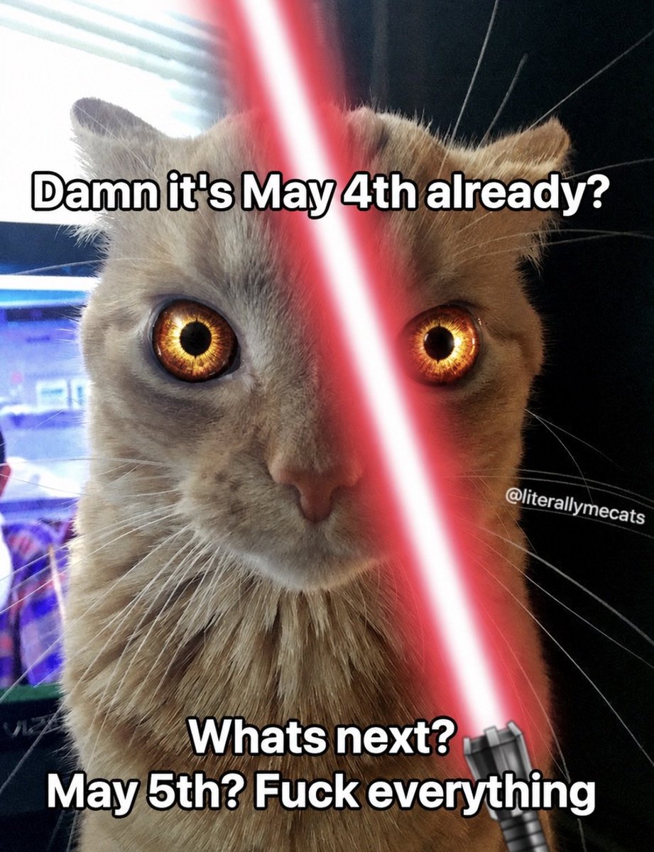 LiterallyMeCats tweet media