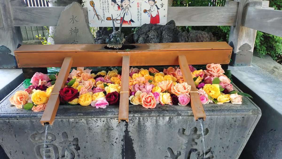 rumblefish2631's tweet photo. 本日外出前に、何時もの #鳩ヶ谷総鎮守氷川神社 で恒例の月参り⛩️
手水舎に薔薇があしらわれていました🌹
薔薇の御朱印と皐月の御朱印いただきました https://t.co/eVkDTgqDFg