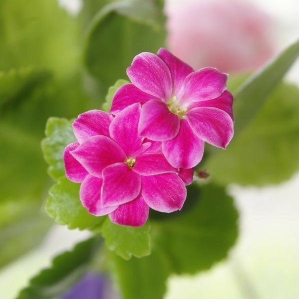 Rosy ¸¸.•°❥ tweet media