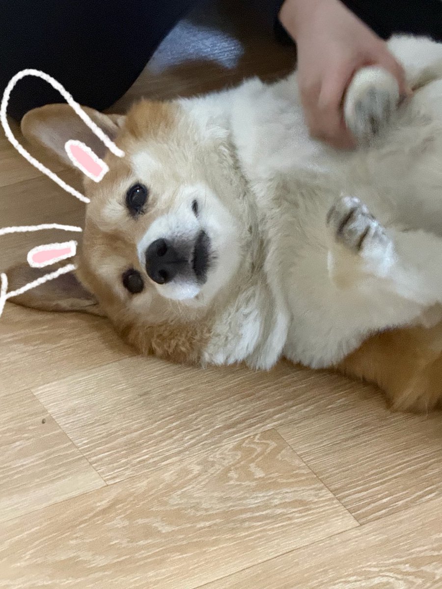 Lim_OAO's tweet photo. 몽룡이 토끼처럼 귀여워～💗 #백현버블 https://t.co/5mLZ6shkRY