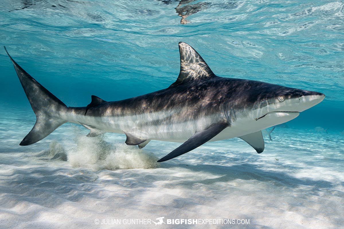 BigFishTrips's tweet photo. Oceanic Blacktip Shark on our Hammerhead/Tiger Beach shark diving trip. We often see all eight shark species on this awesome trip, including: Great Hammerheads, Tiger Sharks, Lemon Sharks, Bull Sharks, Caribbean Reef Sharks,  Nurse Sharks, Blacknose Sharks, and blacktip sharks. https://t.co/Itn7jbluEJ