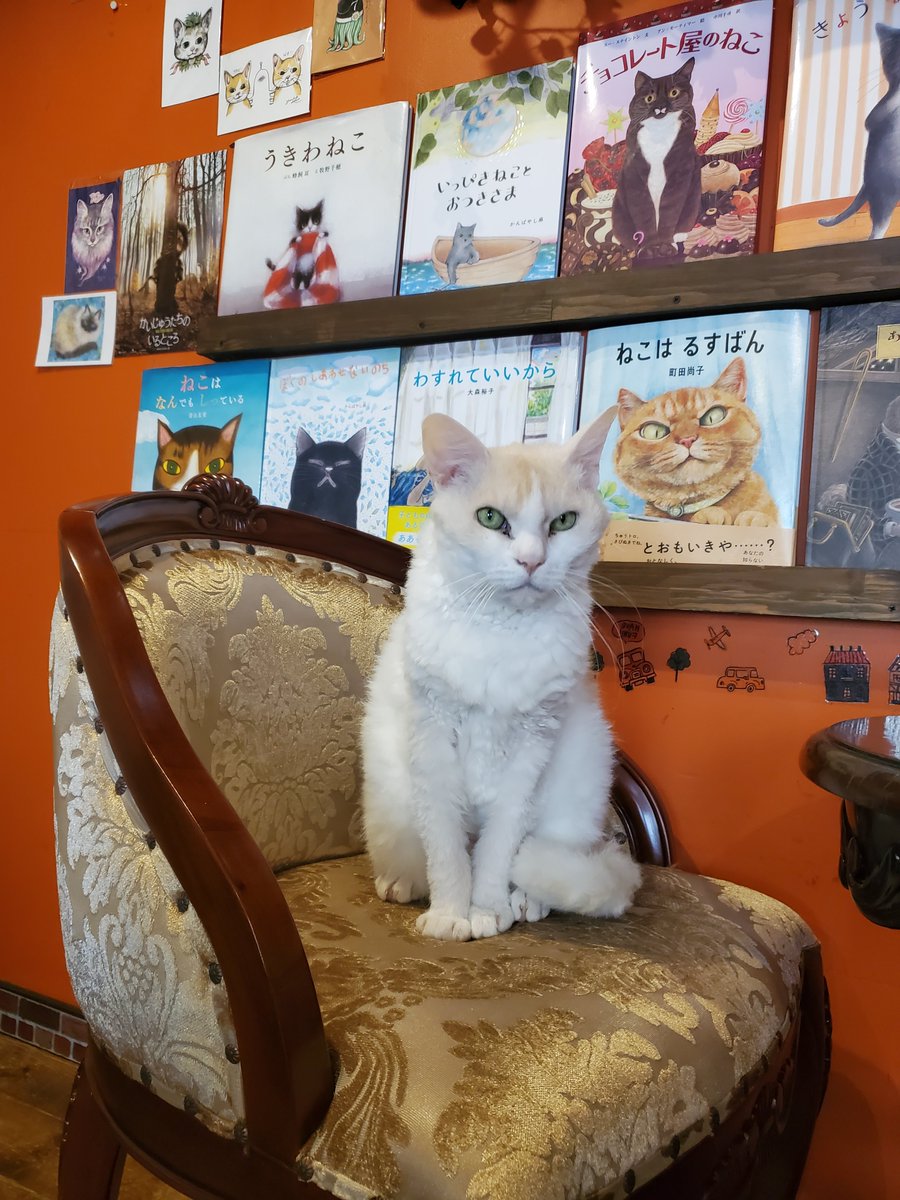 猫カフェ猫音 tweet media