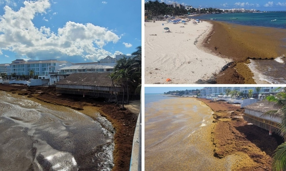 Planoinforma's tweet image. 🌊⚠️ Sargazo invade Playa del Carmen; prevén temporada récord
Autoridades anticipan una temporada histórica, lo que podría impactar el turismo y las actividades en la zona. Nota: tinyurl.com/46583687
#Nacionales