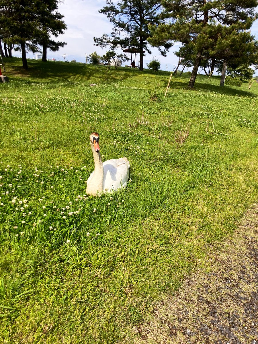 湯ちょこ tweet media