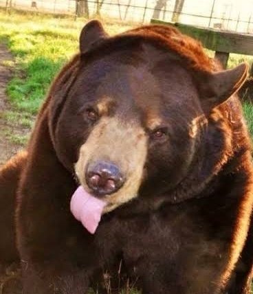 BlackBear tweet media