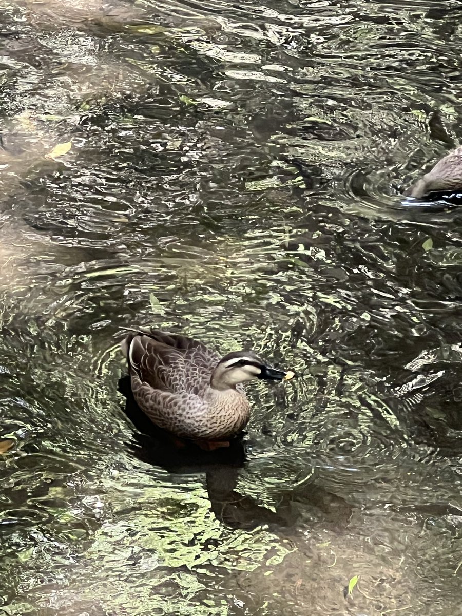 もも子🍑 次は7月٩( ᐛ )و tweet media