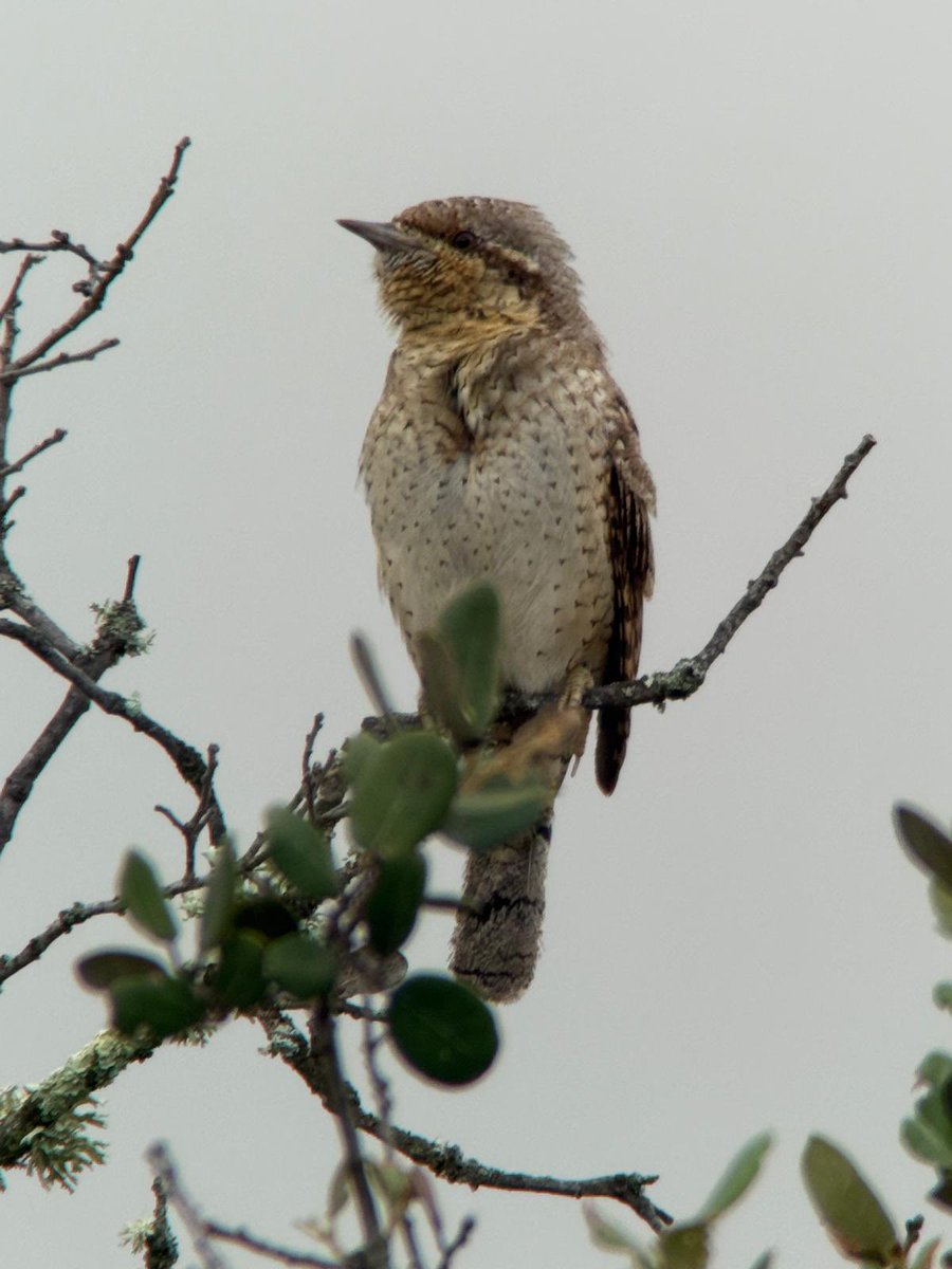 AlanDaviesbirds's tweet image. Back in #Wales after a fantastic week in Extremadura #Spain with @IoloWilliams2 huge thanks to our wonderful guests for making it so much fun! Superb birds, beautiful hotel, delicious food, stunning scenery! Join us in April 2027.
