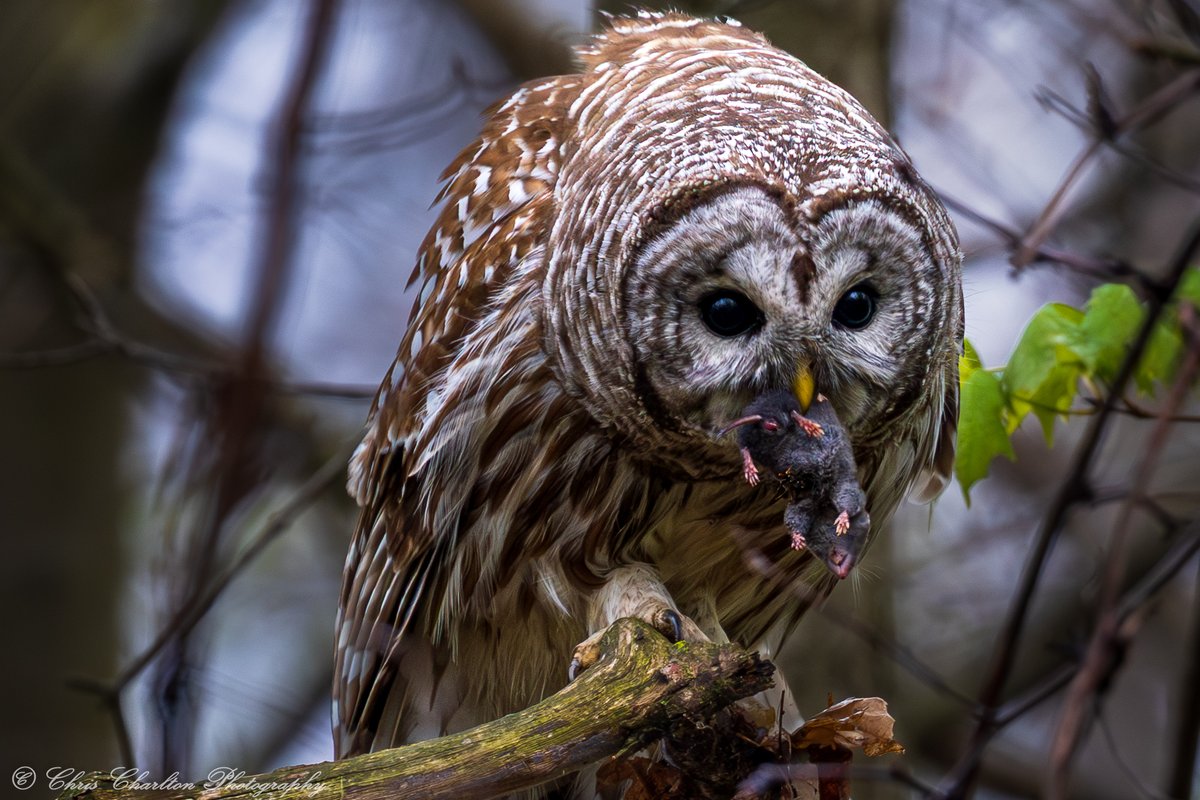 CSDCPhoto's tweet photo. The Hunter’s Prize
Their asymmetrical ears create a living 3D sound map, working in perfect sync with exceptional night vision.  Even in pitch black, this shrew’s fate was sealed the moment the owl locked on.
🦉
🗺 — Medina County Park District
📸 — Canon EOS R5 Mk. 2 | Canon RF 200-800mm