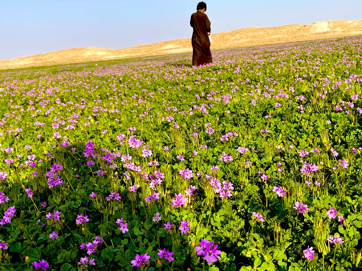 مروج الربيع |أبو همام العثيم | tweet media
