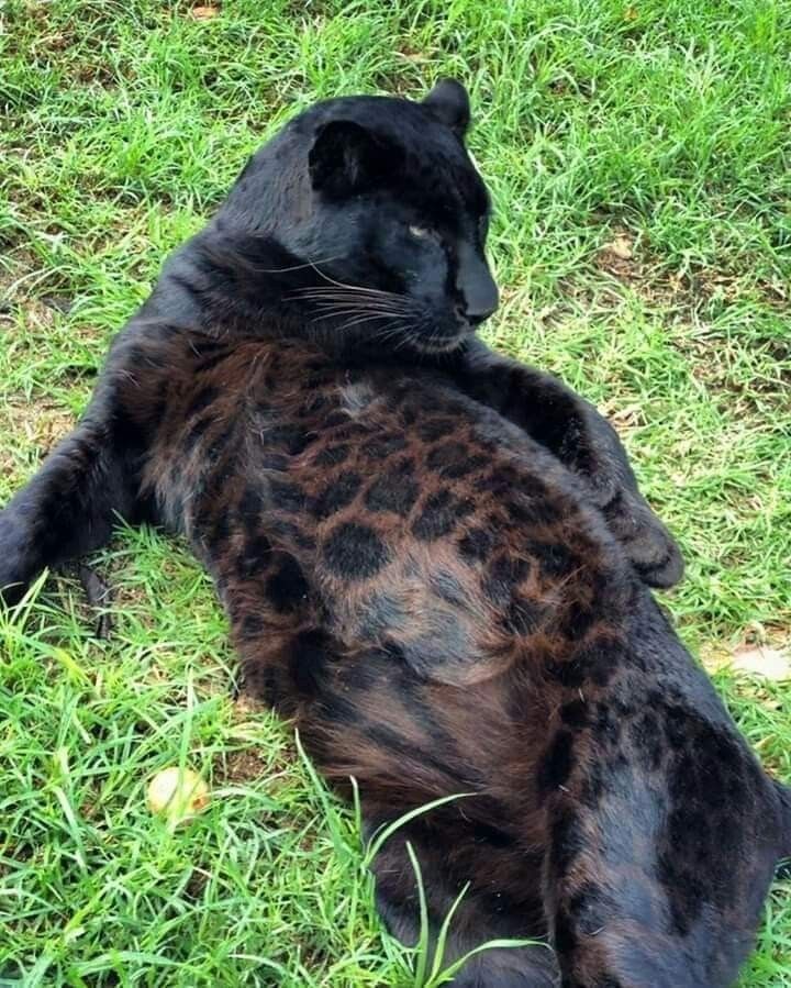 THE ANIMAL WORLD NATURE tweet media