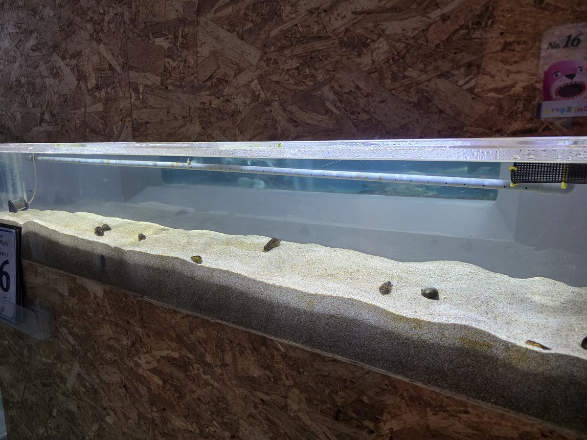 桂浜水族館 公式 tweet media
