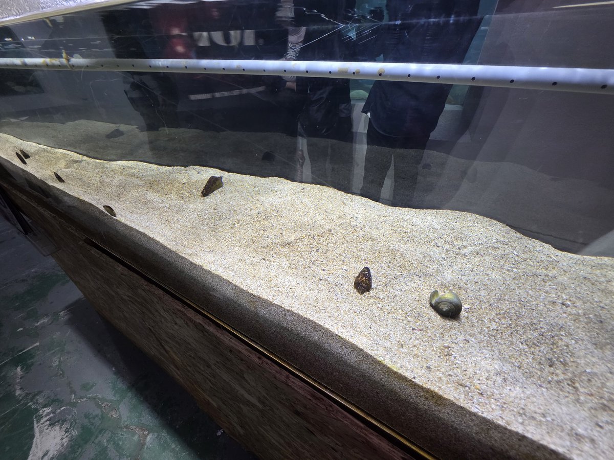 桂浜水族館 公式 tweet media