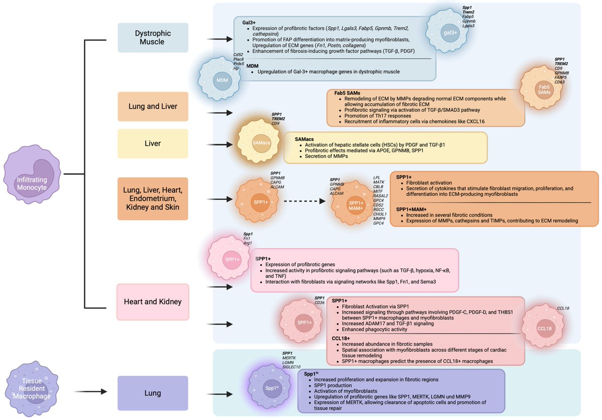 Cells MDPI tweet media