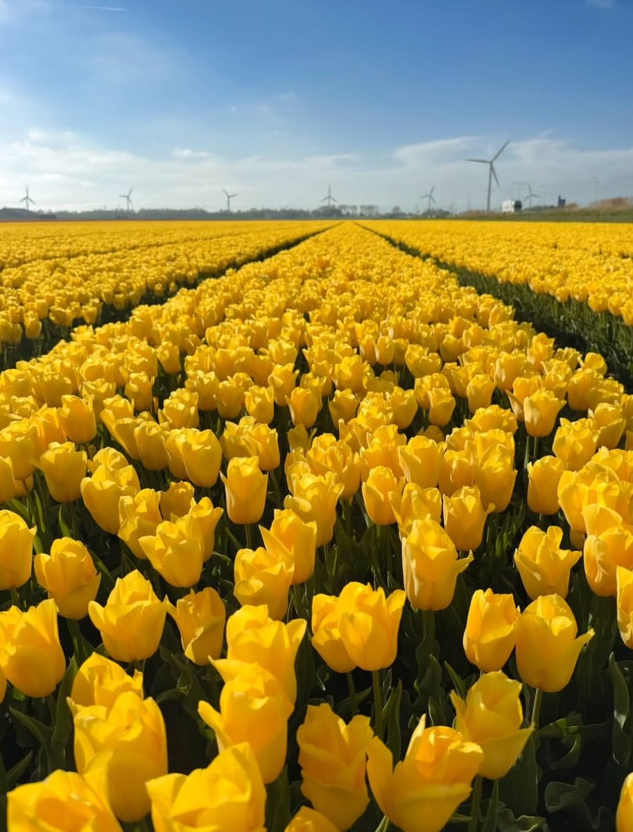 Only Tulips tweet media