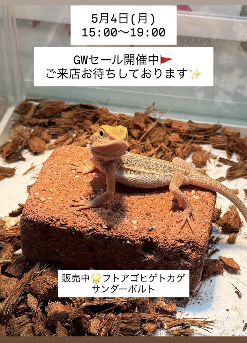 #鳥取県米子市 #山陰 #爬虫類 #ナナレプ