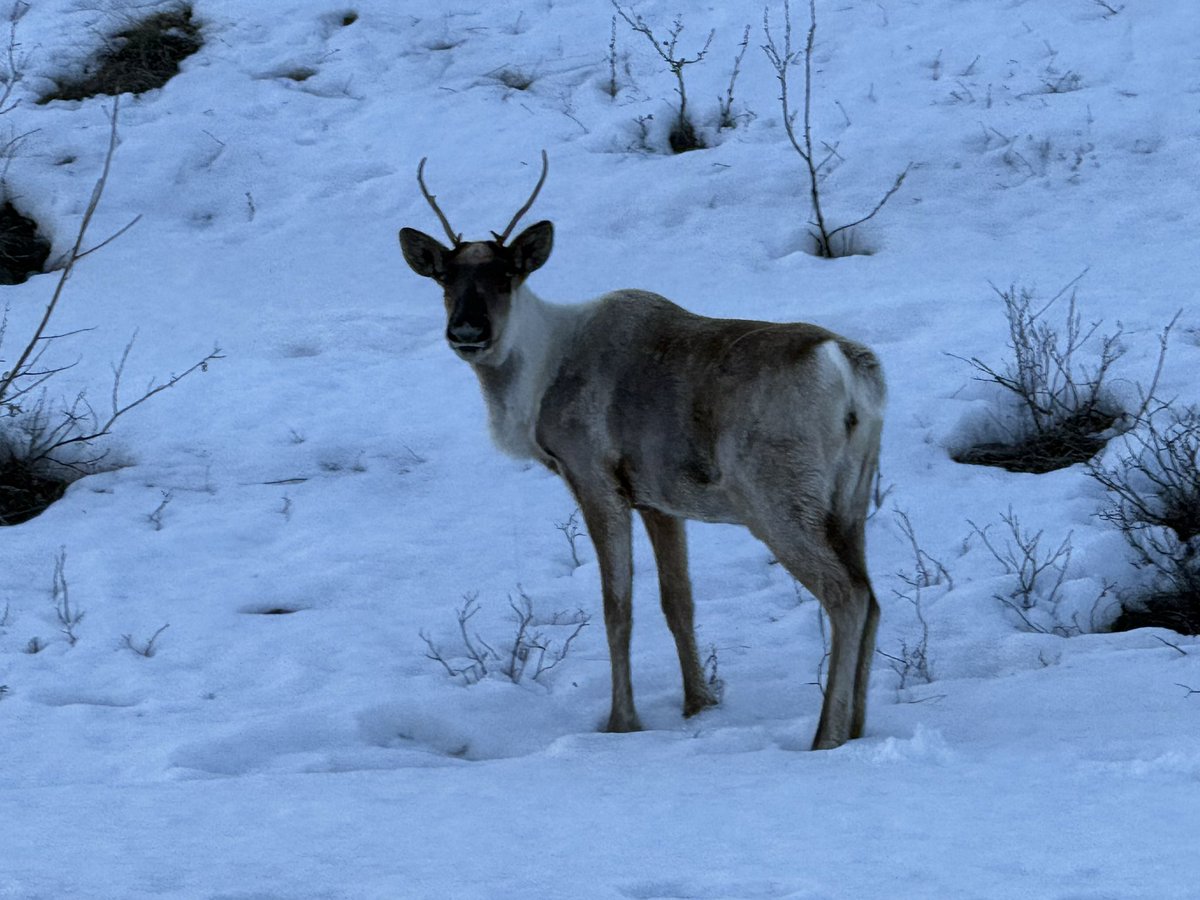 JMatthews_Wild's tweet image. Young caribou in Northern British Columbia.
#BritishColumbia #Roadtrip