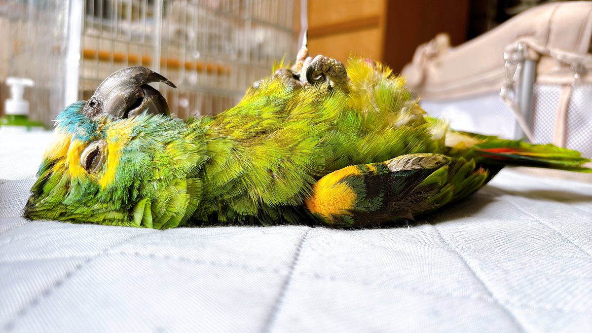 こまつな🌱 tweet media