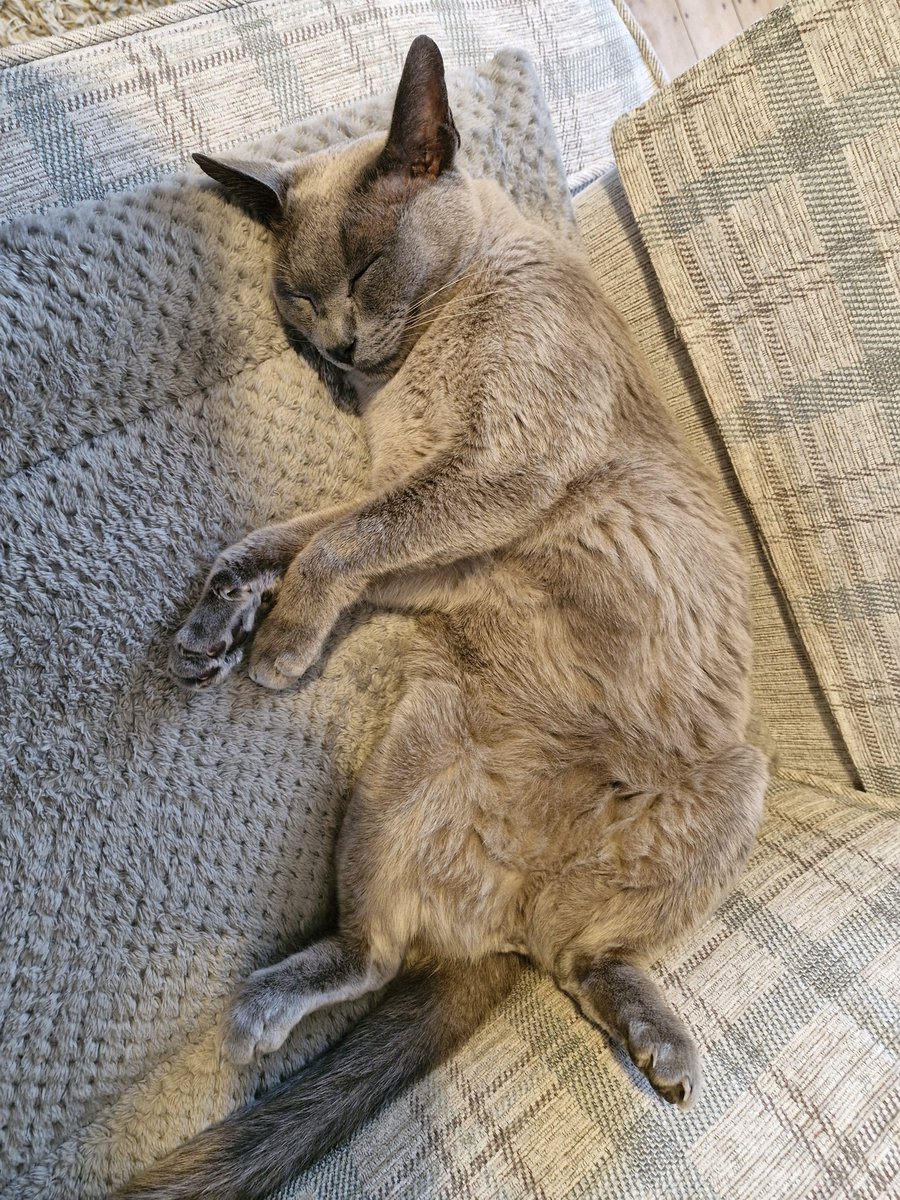 cachedog's tweet photo. @AnnEmmett Sidney "not our cat" sends his purrs and head butts xxxx https://t.co/5IxzINTHNd