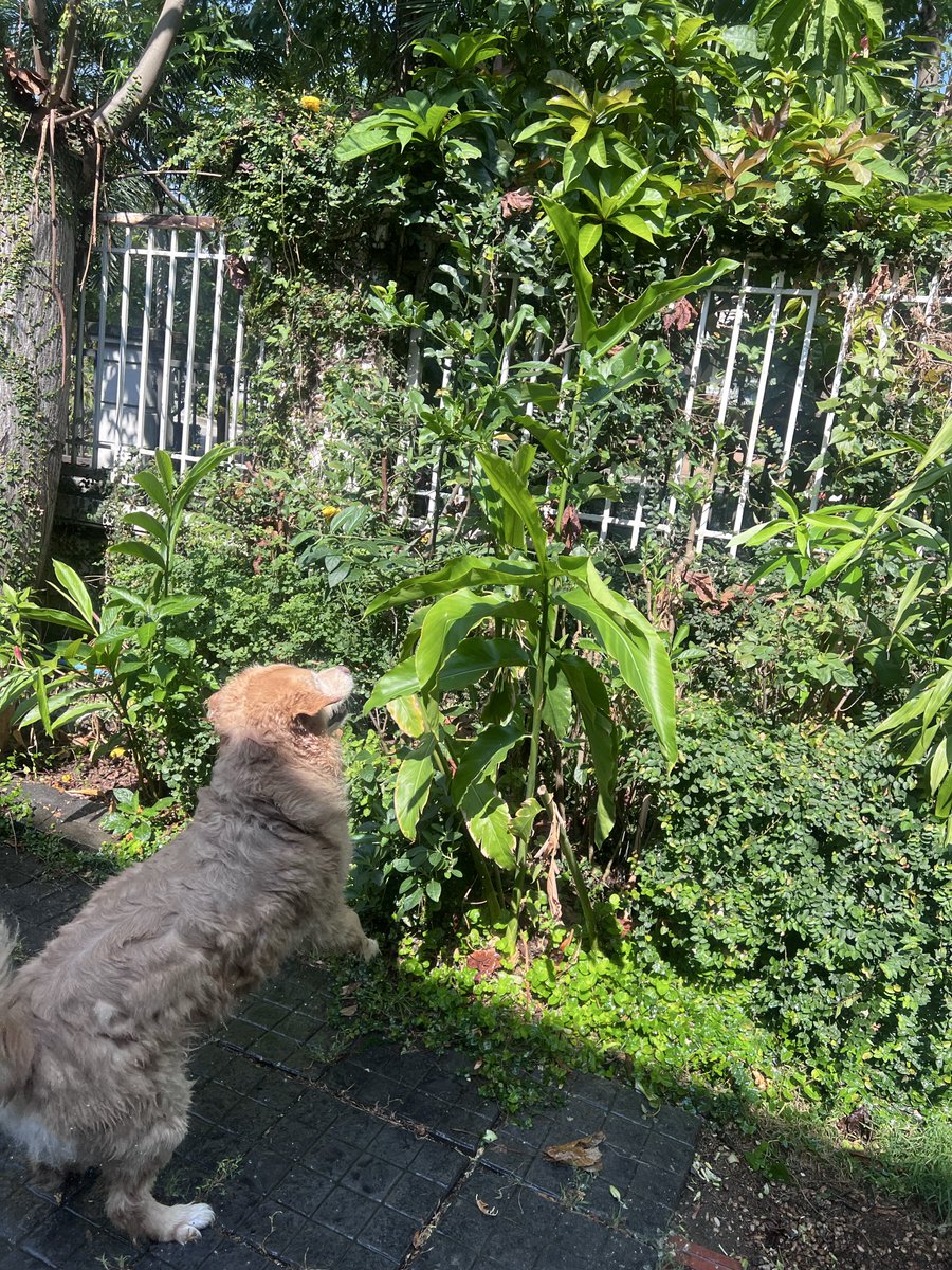 มันนี่เป็นโกลเด้นหูเล็ก 🦮🐶 tweet media