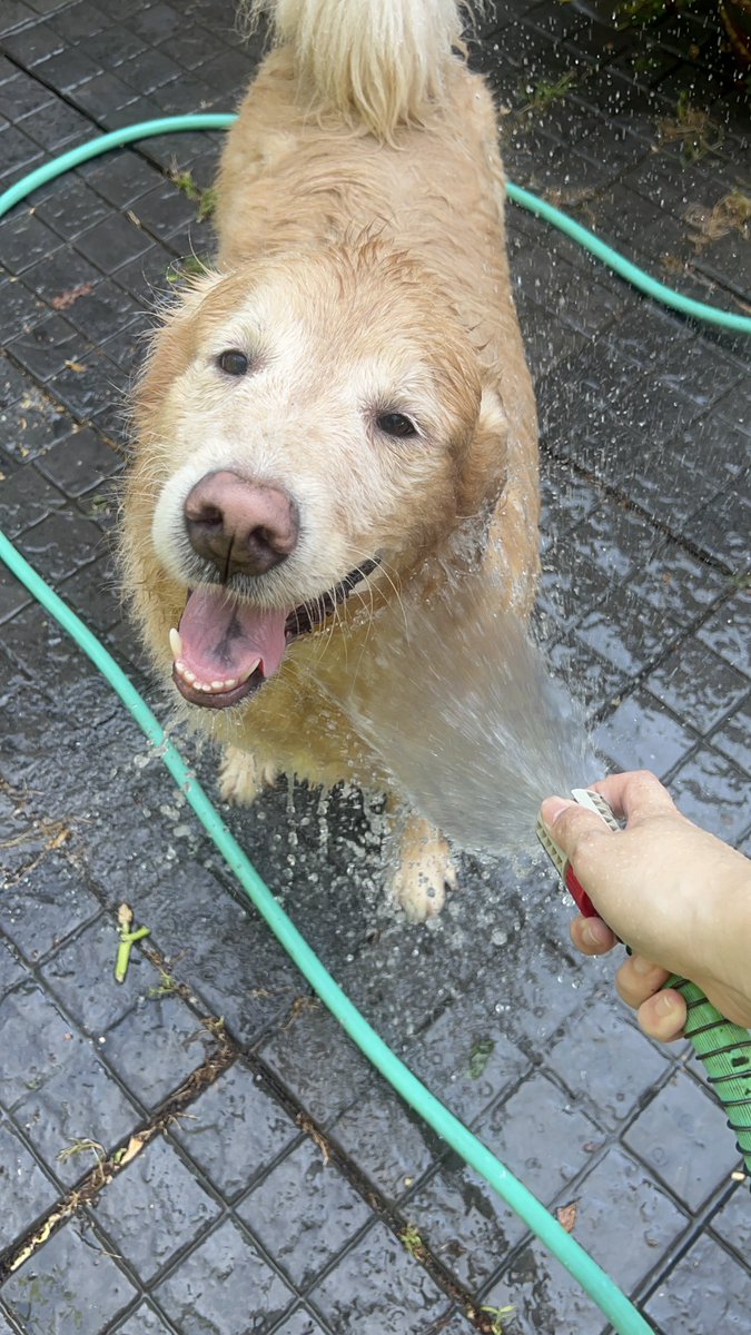 มันนี่เป็นโกลเด้นหูเล็ก 🦮🐶 tweet media