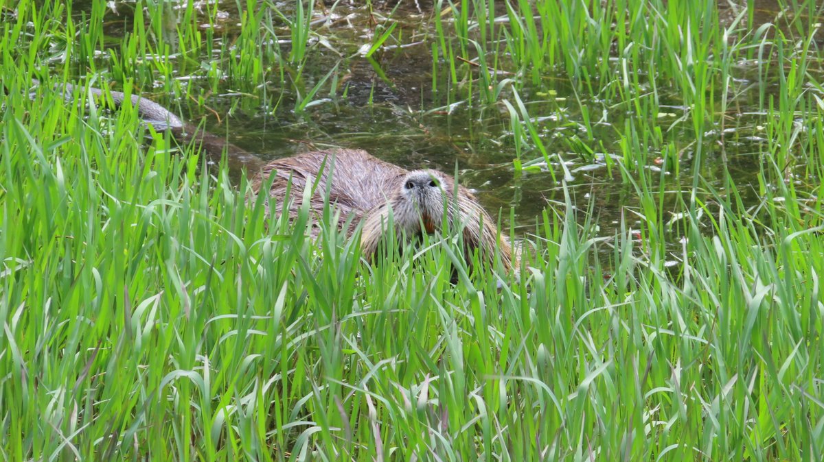 今日のヌートリア 5月4日 Mヶ丘公園
#nutria #coypu #ヌートリア #ragondin #緑ヶ丘公園