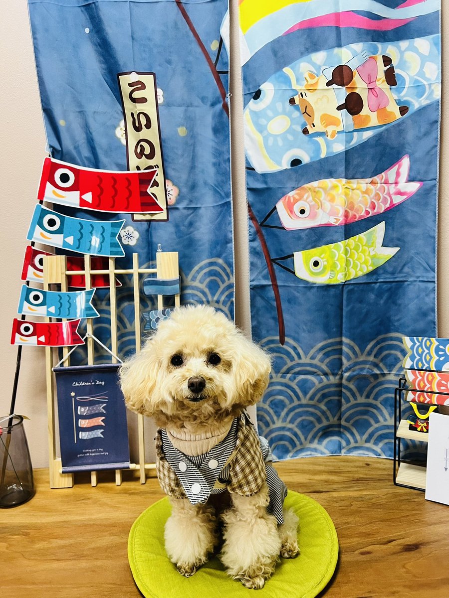 🧸しぃ🌸 tweet media