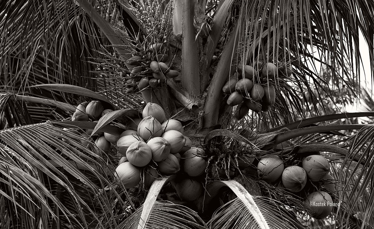 KPPhotography4's tweet image. Leadings lines, patterns, shapes and the nature as an architect.

Part II
Good morning peeps.
Today's episode is inspired by One Minute Silence song called:
Fruit from the lie. Link to the beautiful song in the comments section.
#monochrome #blackandwhite #fruit #nature