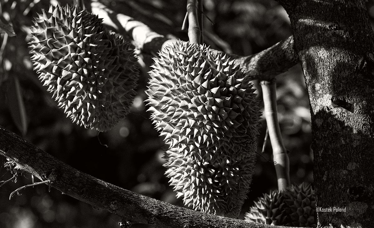KPPhotography4's tweet image. Leadings lines, patterns, shapes and the nature as an architect.

Part II
Good morning peeps.
Today's episode is inspired by One Minute Silence song called:
Fruit from the lie. Link to the beautiful song in the comments section.
#monochrome #blackandwhite #fruit #nature