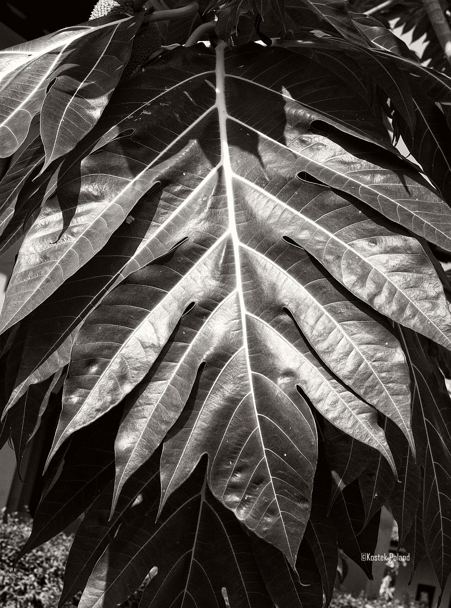 KPPhotography4's tweet image. Leadings lines, patterns, shapes and the nature as an architect.

Part II
Good morning peeps.
Today's episode is inspired by One Minute Silence song called:
Fruit from the lie. Link to the beautiful song in the comments section.
#monochrome #blackandwhite #fruit #nature