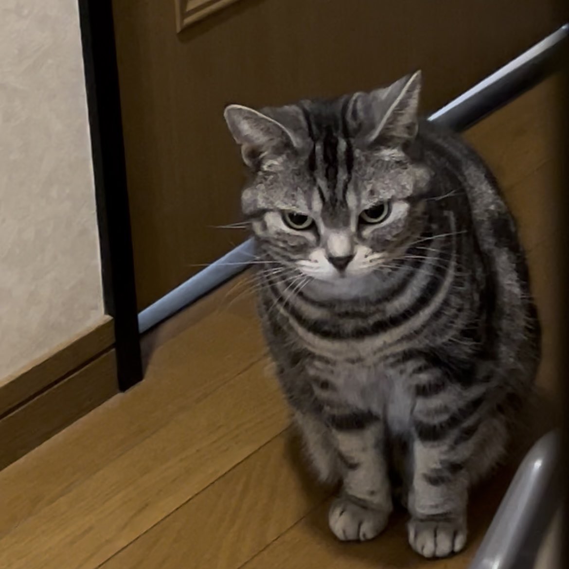【迷い猫探し中】
つくば市の研究学園、イーアス近くのおばあちゃんちから脱走しました

スイちゃんって名前のアメショです

見つけたらこのアカウントにご連絡お願いします！本当に心配で😭😭

 #迷い猫 #迷子猫 #猫を探しています #猫を探しています