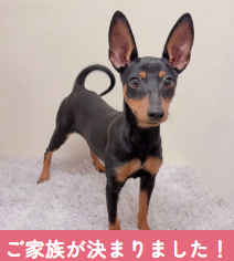 なら tweet media