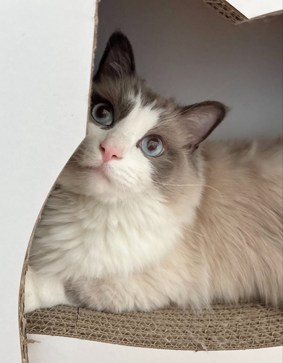 るる🐾໊ラグドール (@ruru_ragdoll) / Posts / X