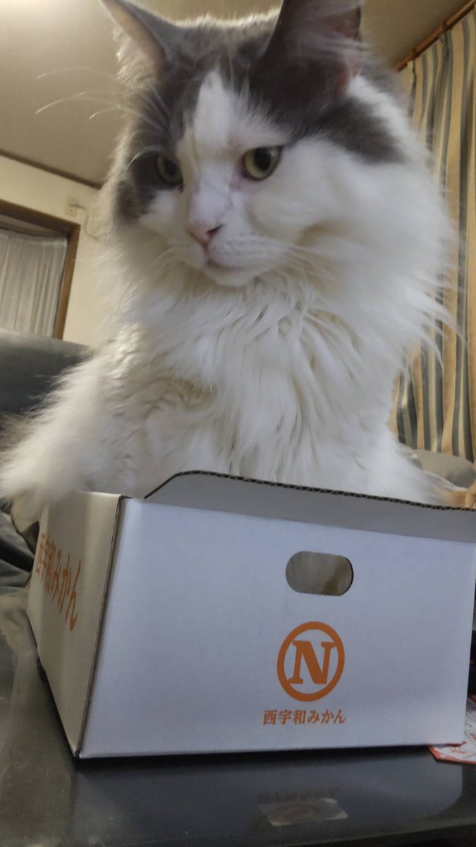 しそねこ tweet media