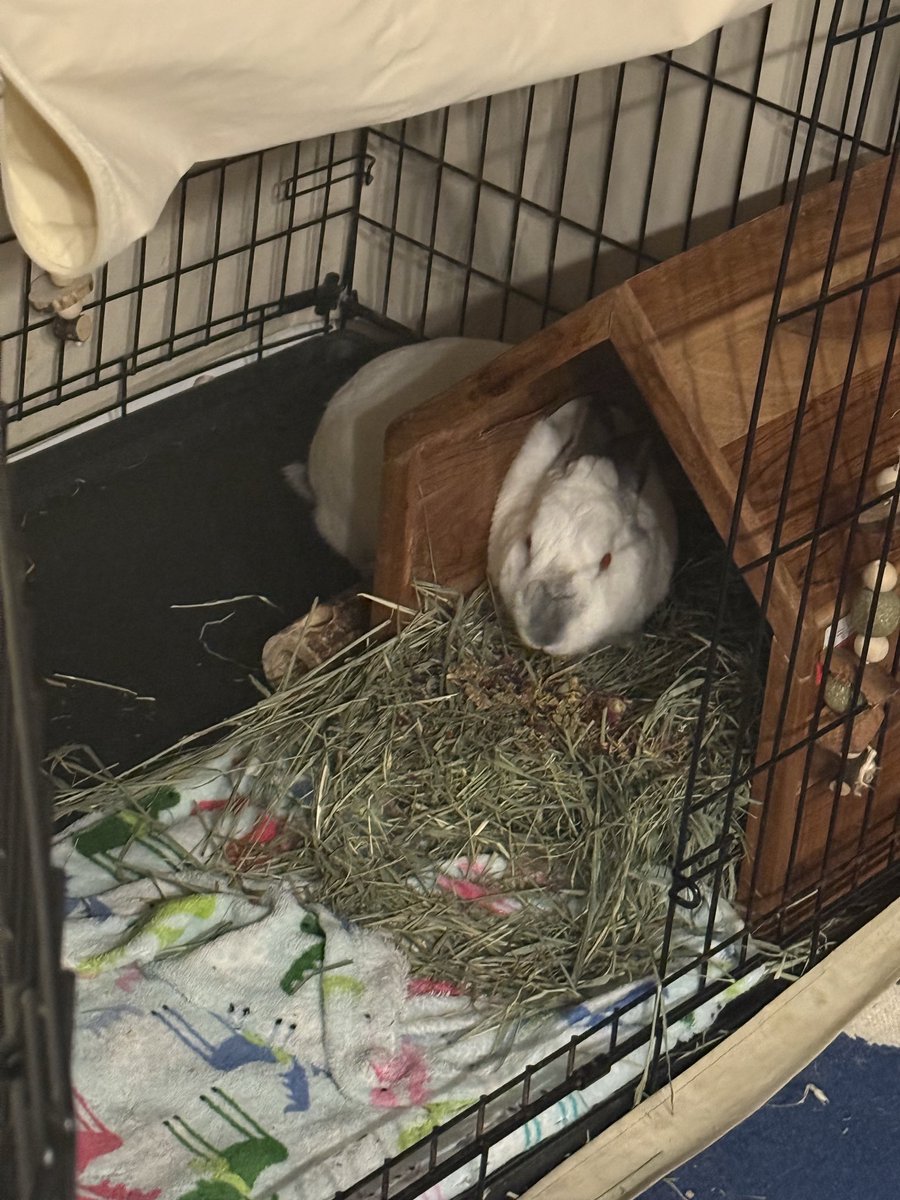 20% Ari 👩🏻‍💻 🕸️ & 80% Nemo 🍉🥬 🐇 tweet media