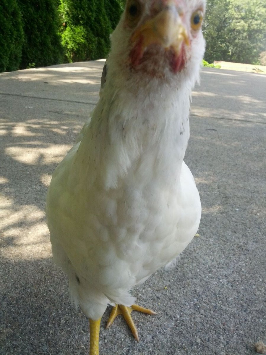 Hen tweet media