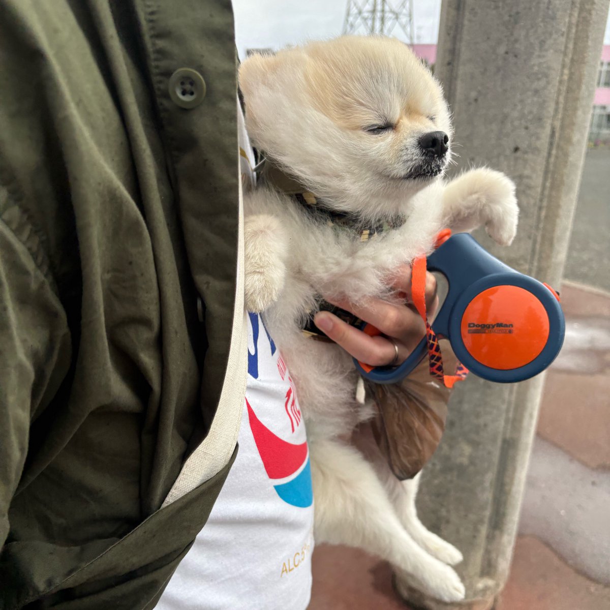ゴン太
