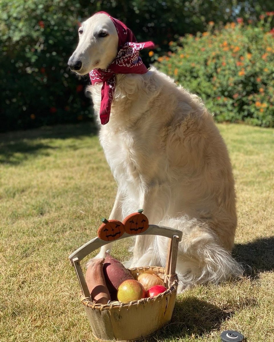 🐾Dizzy Dog🐾 tweet media