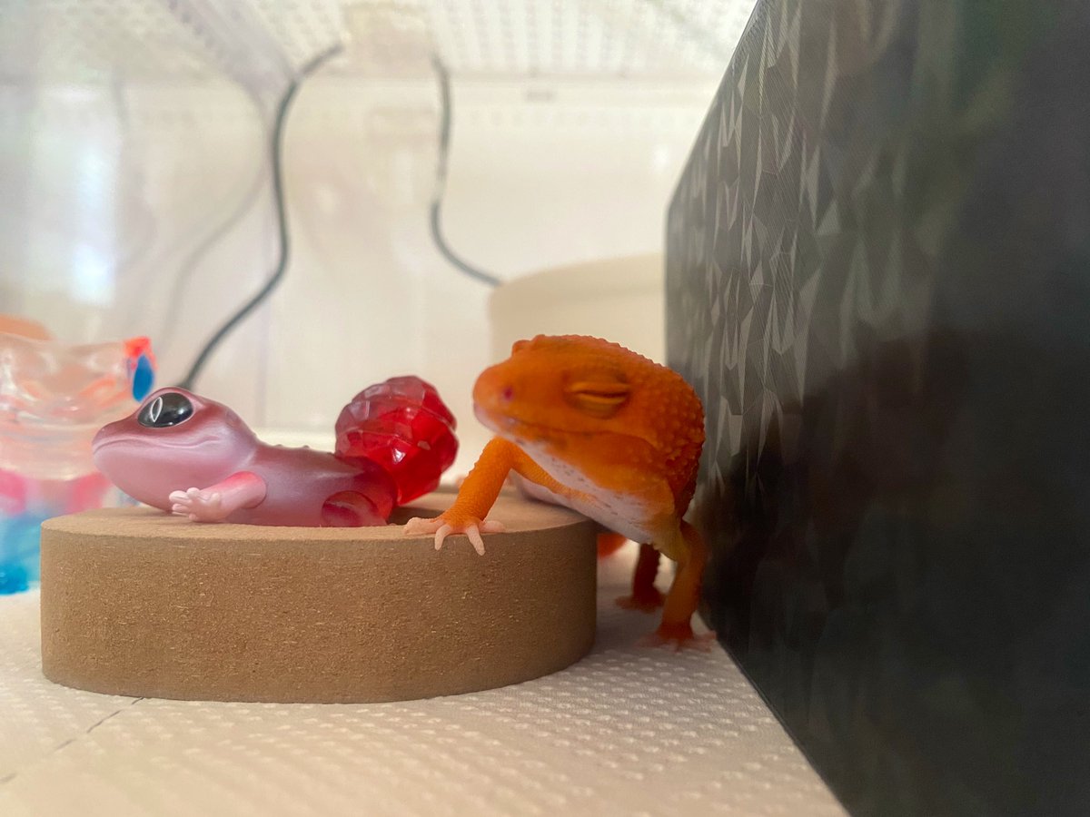 んざわ🦎 tweet media