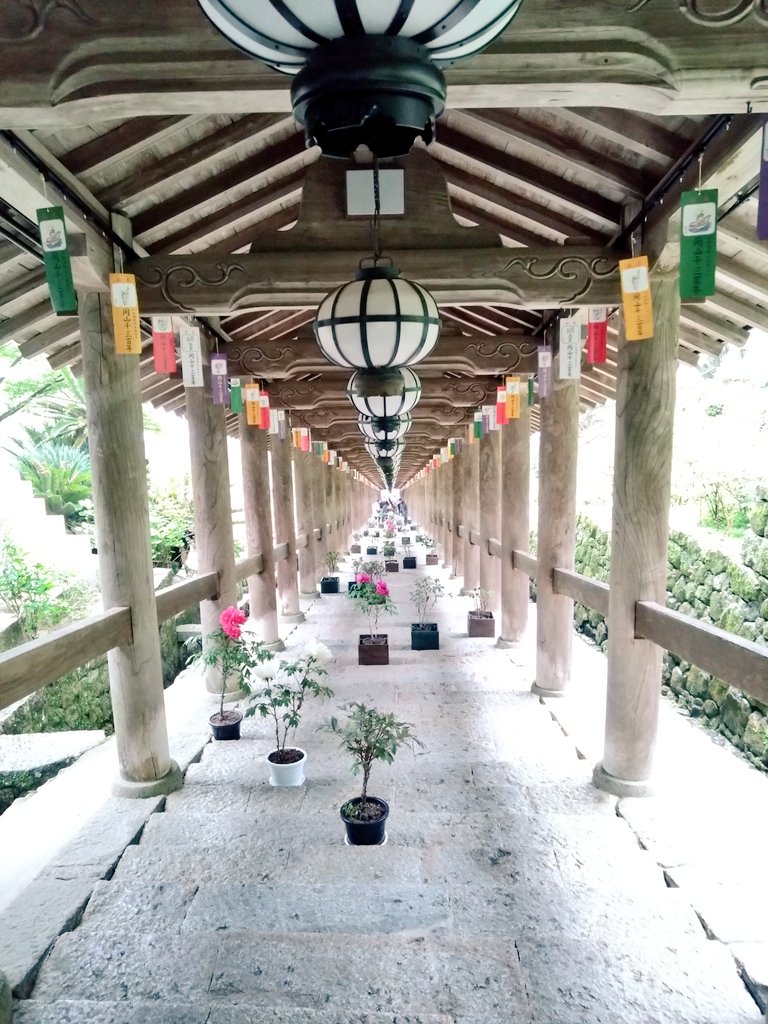earl_4467's tweet photo. 昨日は雨の長谷寺、ぼたん回廊へ https://t.co/5FTwvbdo2u