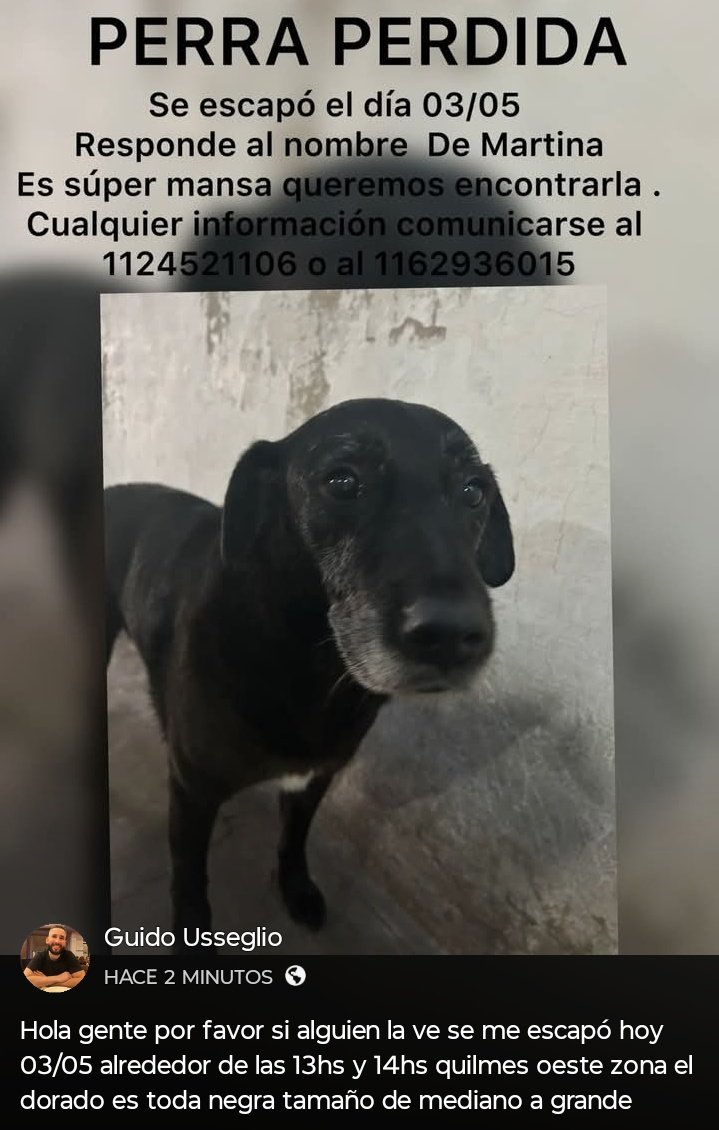 Si alguien está reteniendo a MARTINA, COMUNICARSE POR FAVOR!!!💞 SU FAMILIA LA ESTÁ BUSCANDO!!!🙏🥹💓 Desde ya, muchas gracias!!!🐶🤗❤️ #Quilmes #QuilmesOeste #ElDorado #PerraPerdida