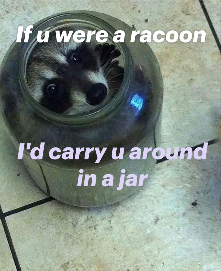 silly raccoons & pandas tweet media
