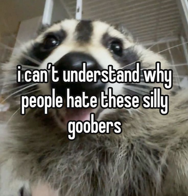 silly raccoons & pandas tweet media