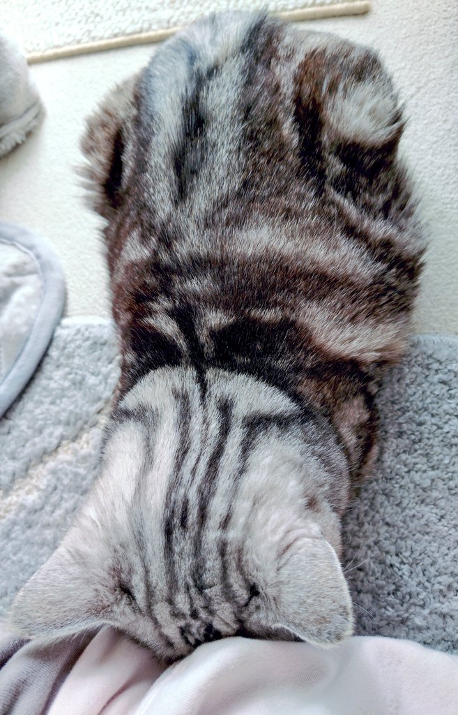 まるいねこ tweet media