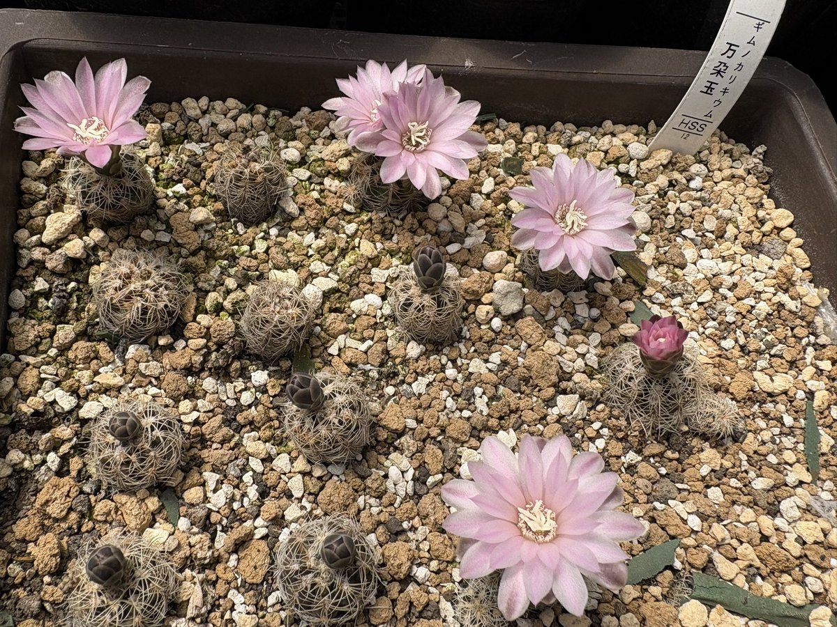 cactuspower tweet media