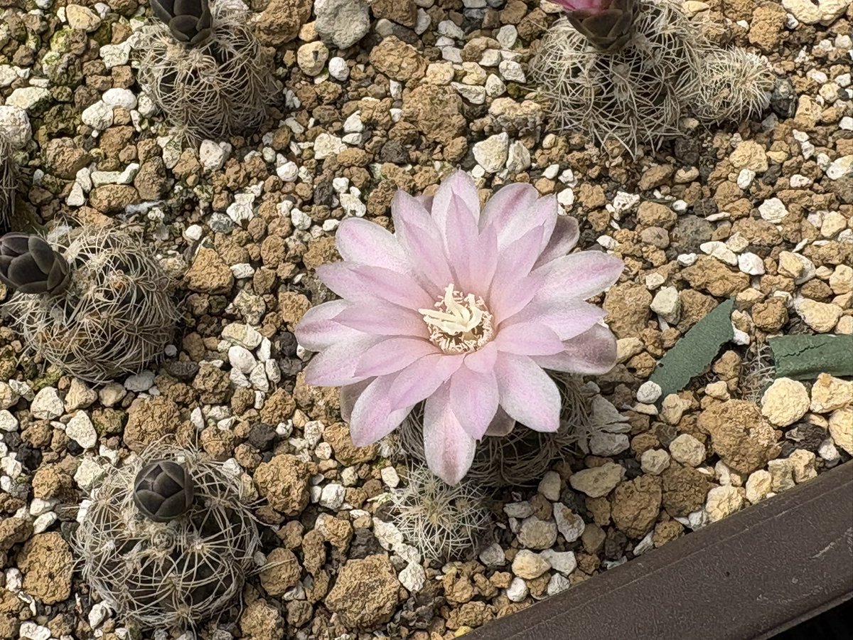 cactuspower tweet media