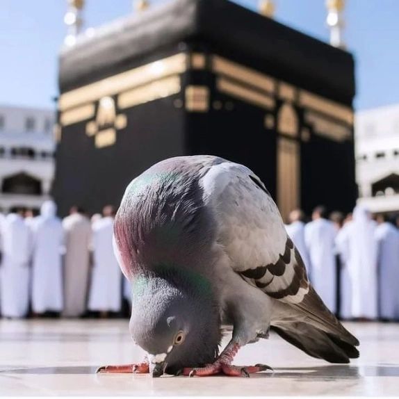 Ayesha🤍 tweet media