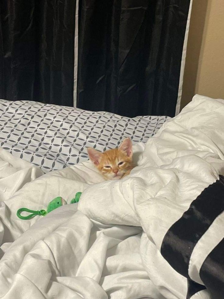 Cats all the way tweet media