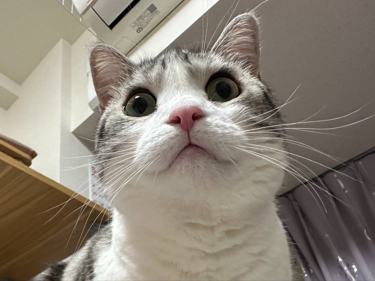 ふうとムゲン tweet media