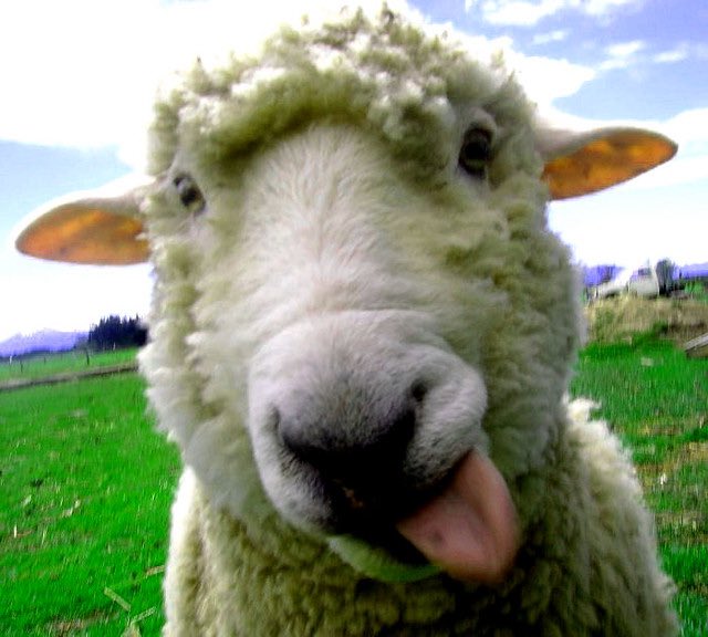 sheep tweet media